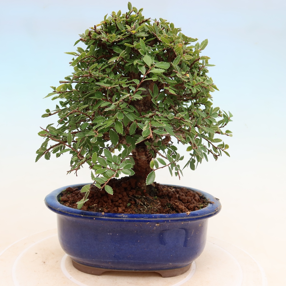 Bonsaï d'extérieur - Zelkova - Zelkova NIRE