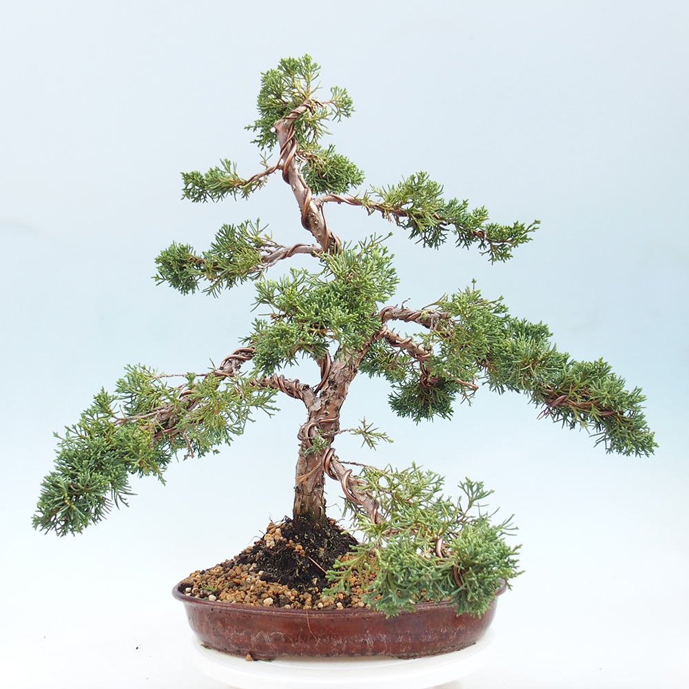 Bonsaï d'extérieur - Juniperus chinensis Kishu