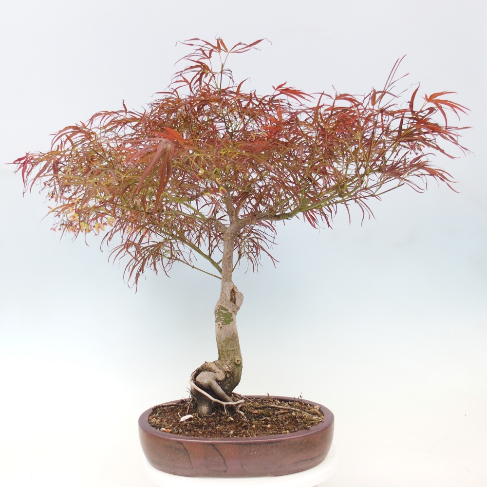 Bonsaï d'extérieur - Acer palmatum RED PYGMY