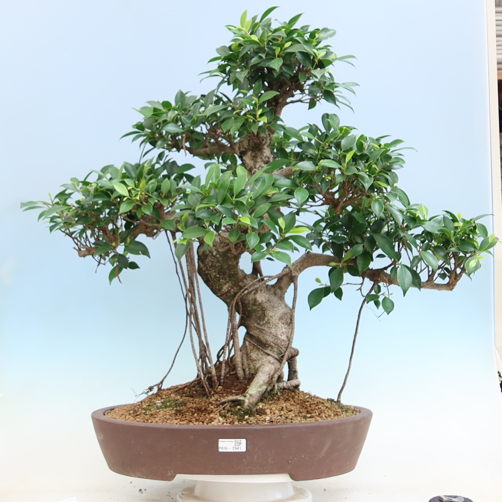 Salle bonsaï - Ficus kimmen - ficus à petites feuilles