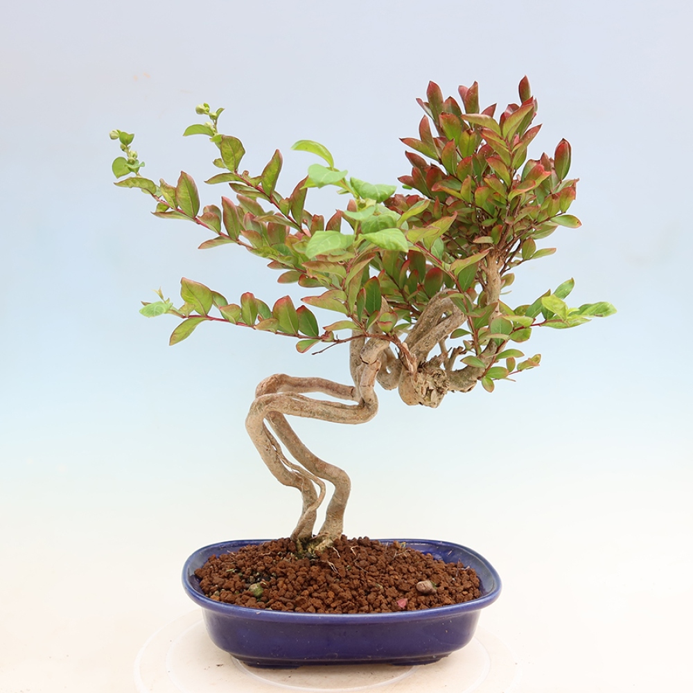 Bonsaï d'intérieur - Lagerstroemia indica - lilas indien