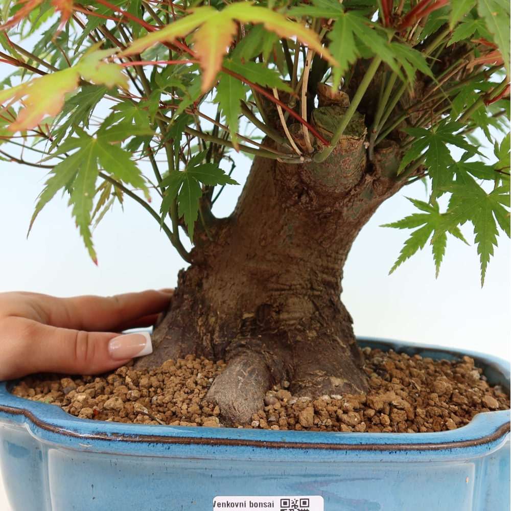 Bonsaï d'extérieur - Maple Burger - Acer Burgerianum
