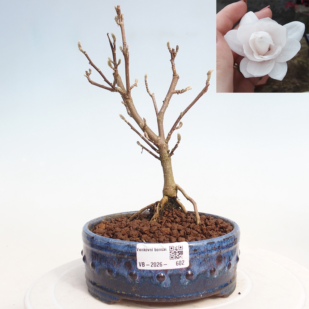 Bonsaï d'extérieur - Magnolia stellata