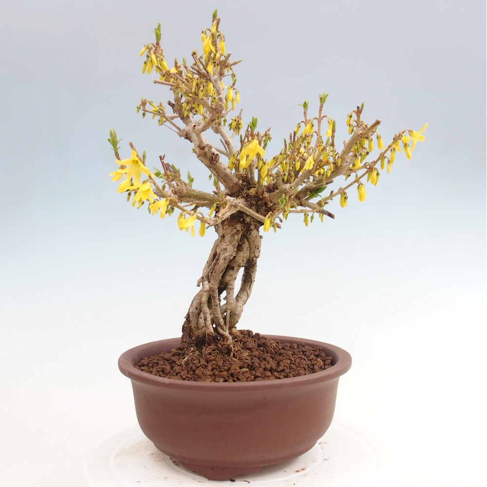 Bonsaï d'extérieur - Zlatice - Forsythia koreana