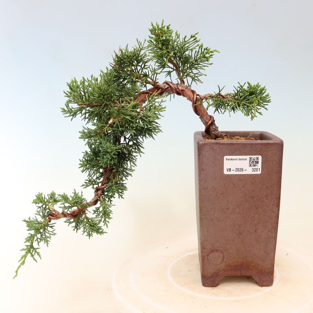 Bonsaï d'extérieur - Juniperus chinensis Kishu