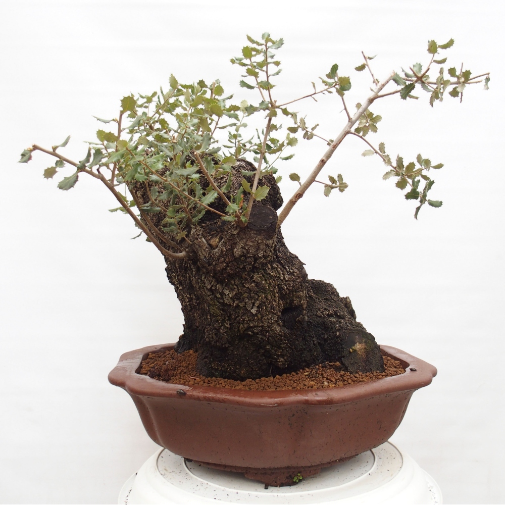 Yamadori - Quercus Ilex - Chêne vert