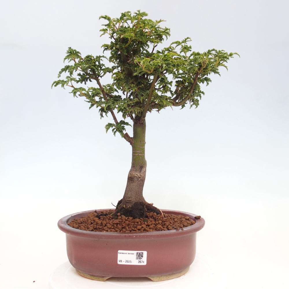Bonsaï d'extérieur -Javor palm Acer palmatum Shishigashira
