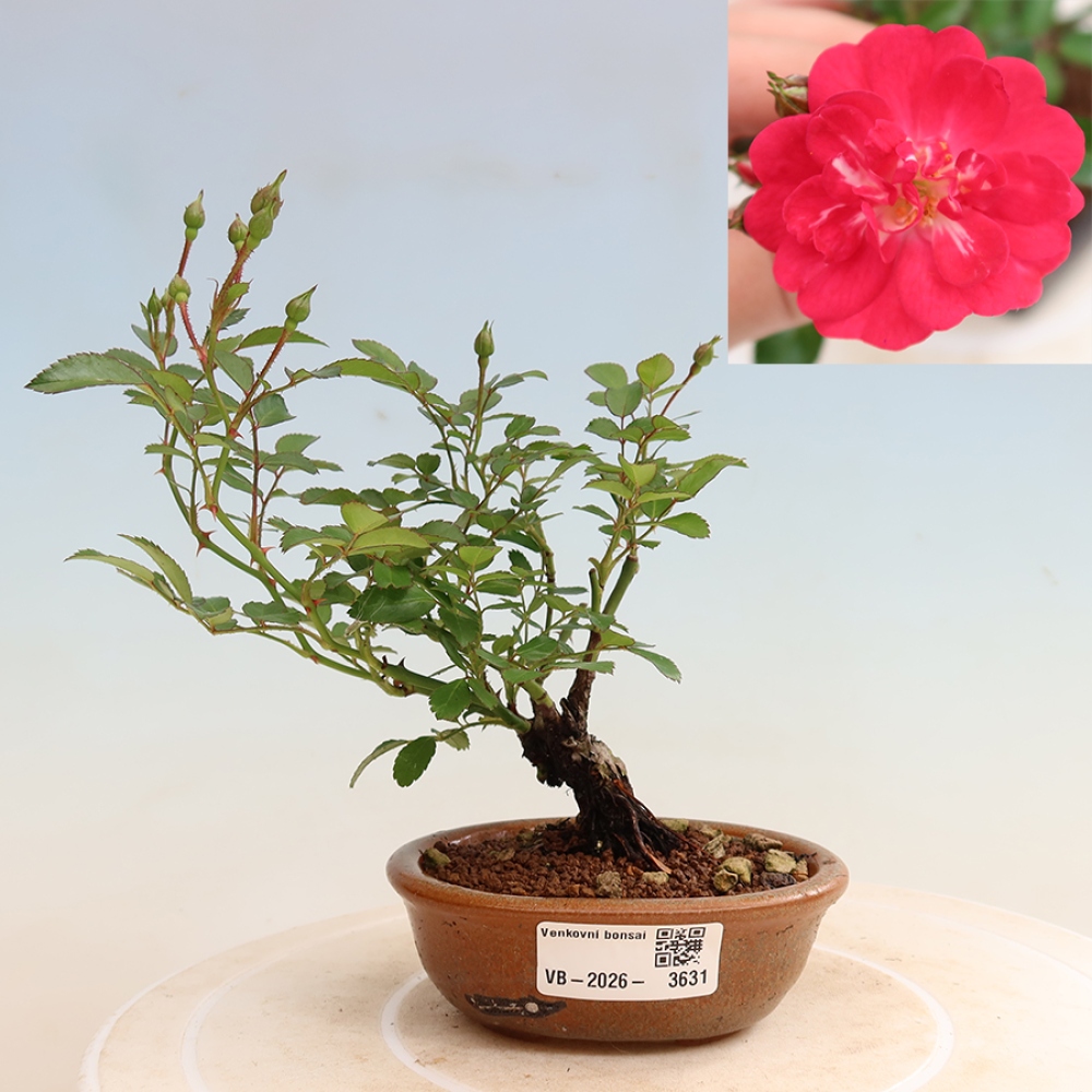Bonsaï d'extérieur - Rosa Kordes - rose