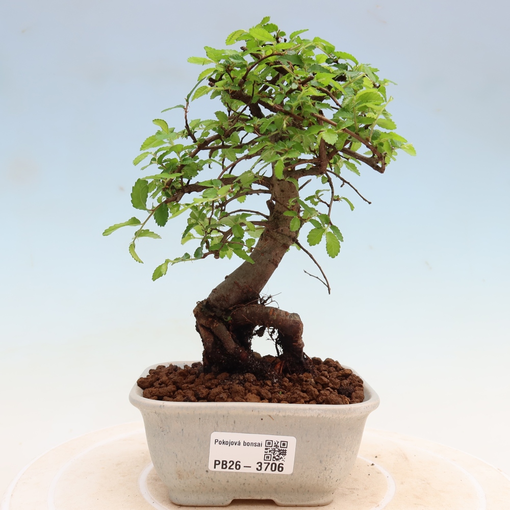 Bonsaï de chambre - Ulmus parvifolia - Orme à petites feuilles