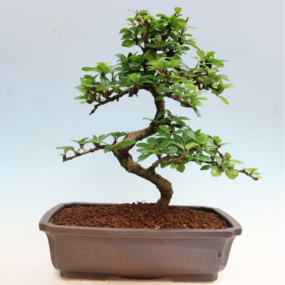 Bonsaï de chambre - Carmona macrophylla - Tea fuki