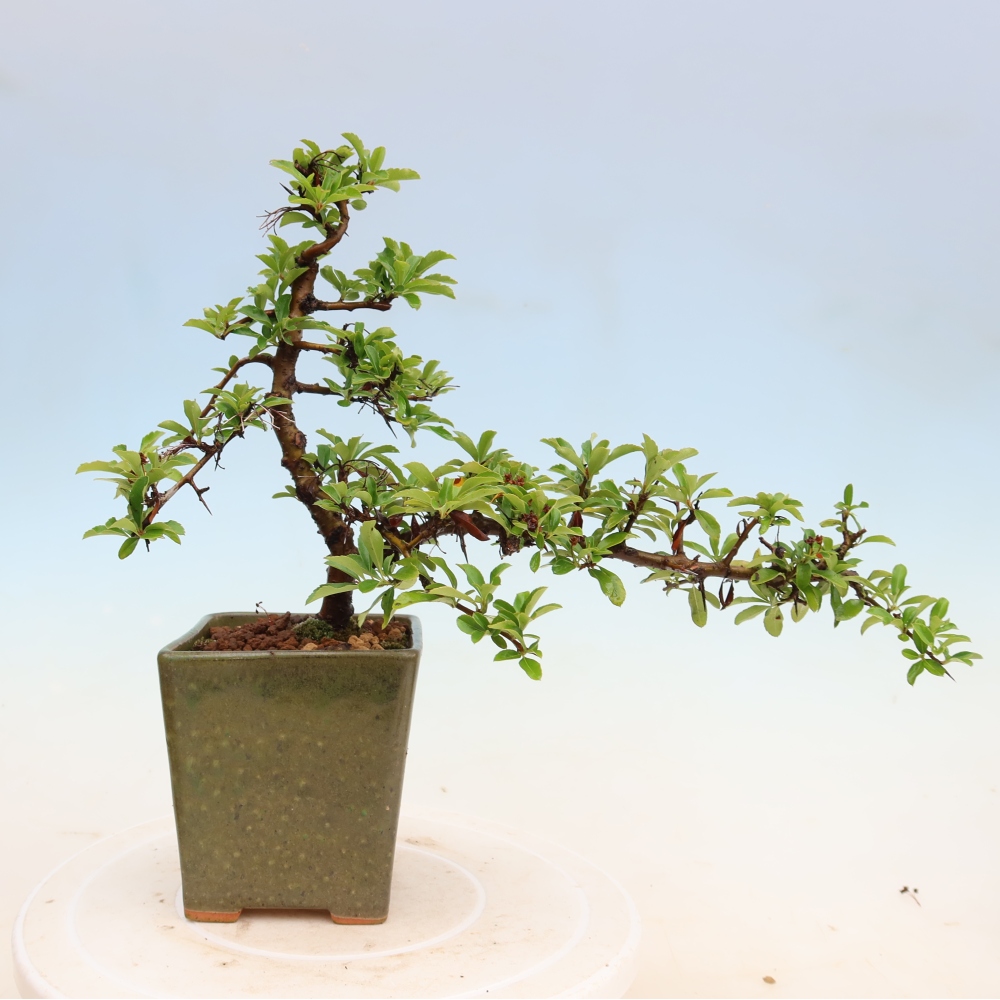 Bonsaï d'extérieur - Pyracantha teton - Pyracantha écarlate
