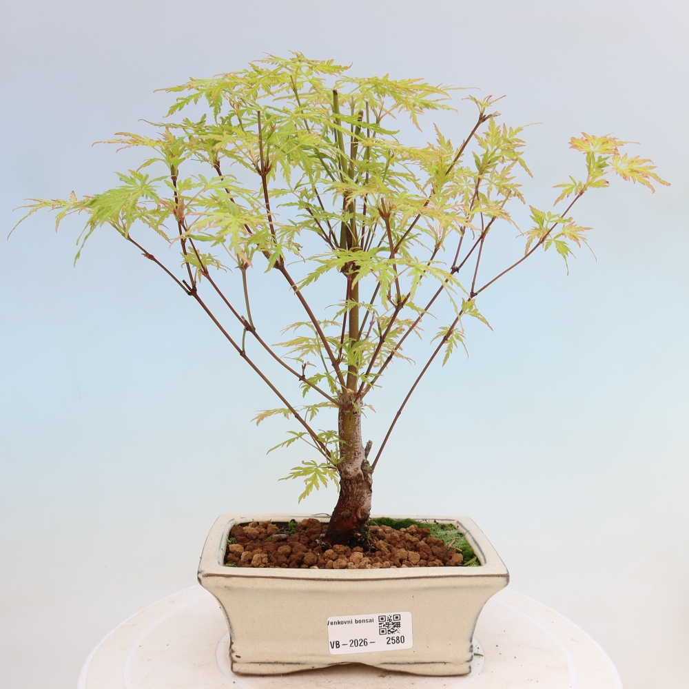 Bonsaï d'extérieur - Acer palmatum Dissectum