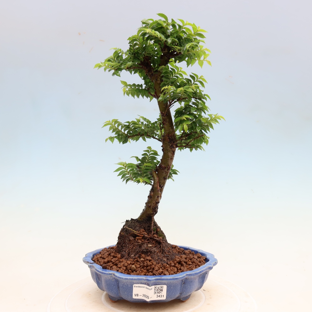 Bonsaï d'extérieur - Ulmus Jacqueline Hillier - Orme magnifique