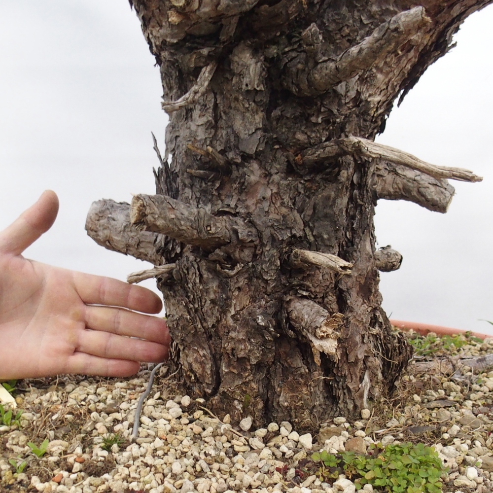 Yamadori - Pinus sylvestris Espagne