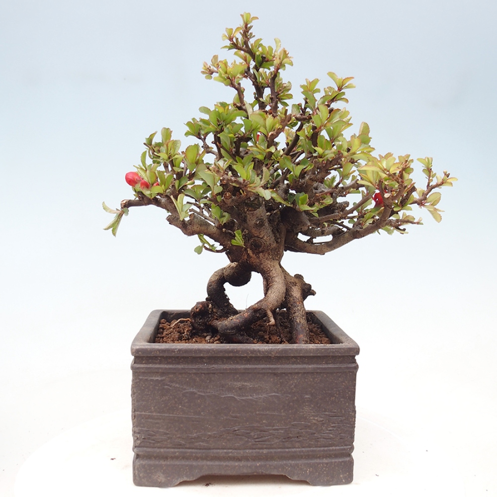Bonsaï d'extérieur - Chaneomeles speciosa - Coing