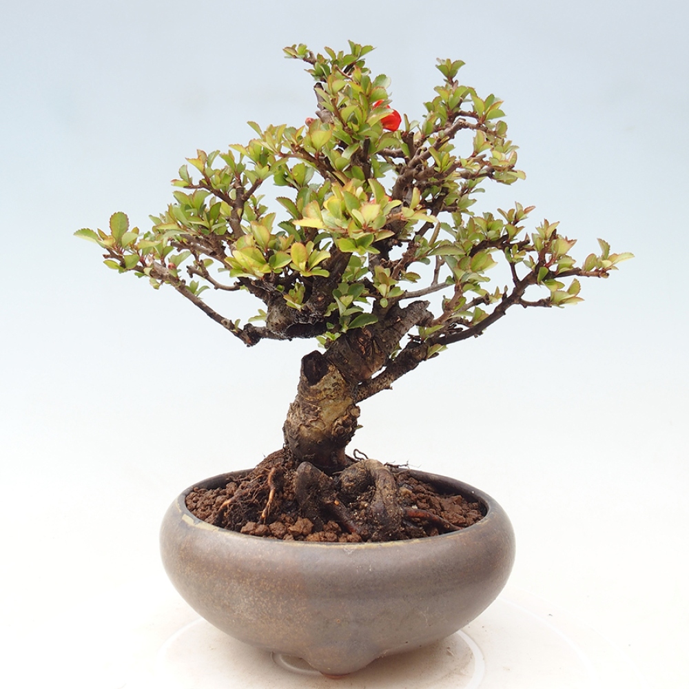 Bonsaï d'extérieur - Chaneomeles speciosa - Coing