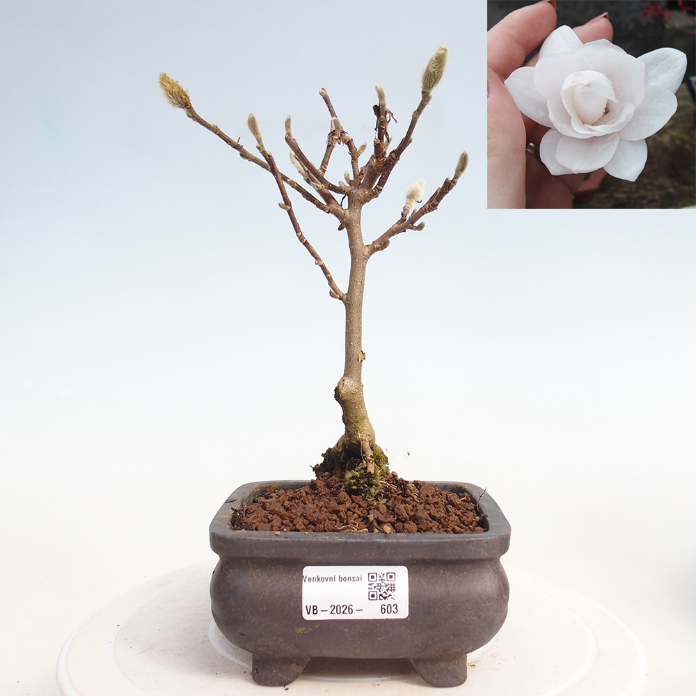 Bonsaï d'extérieur - Magnolia stellata