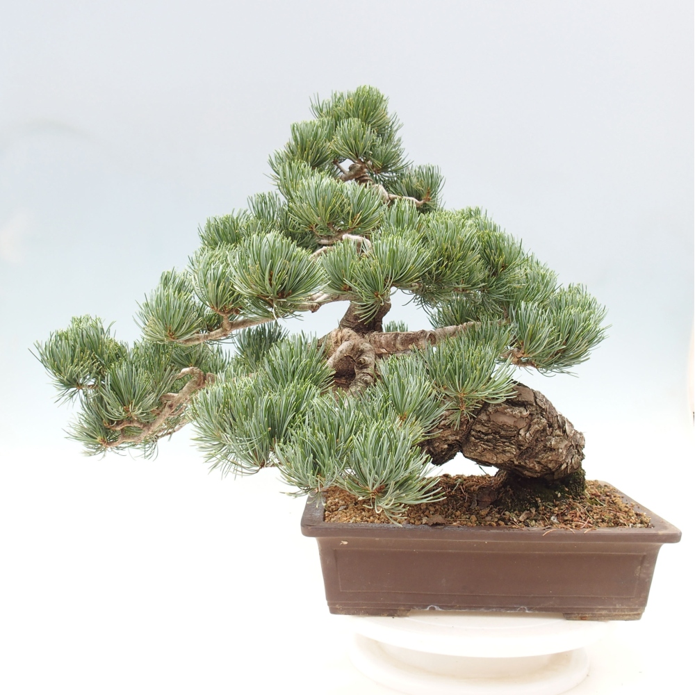 Bonsaï d'extérieur - Pinus parviflora - Pinus parviflora