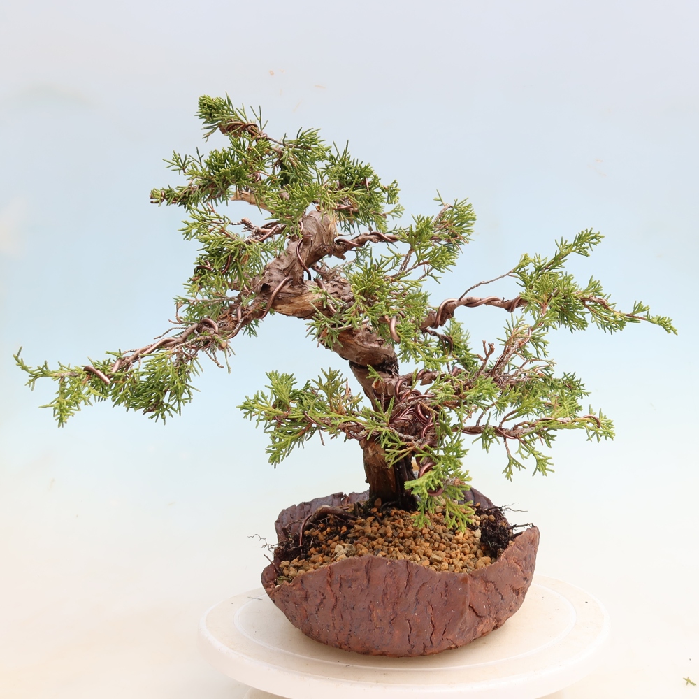 Bonsaï d'extérieur - Juniperus chinensis Itoigawa-Juniperus chinensis