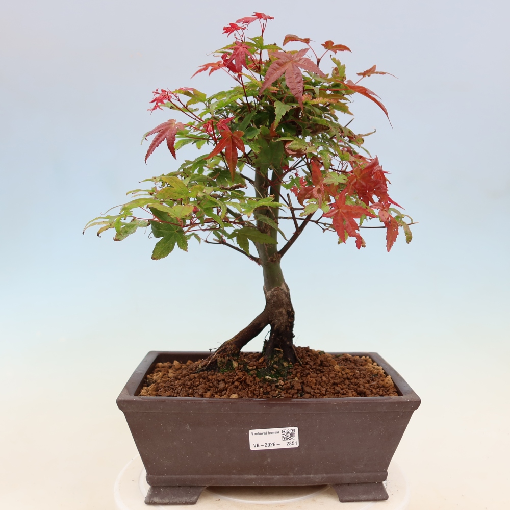 Érable de Norvège - Acer palmatum Beni Tsukasa