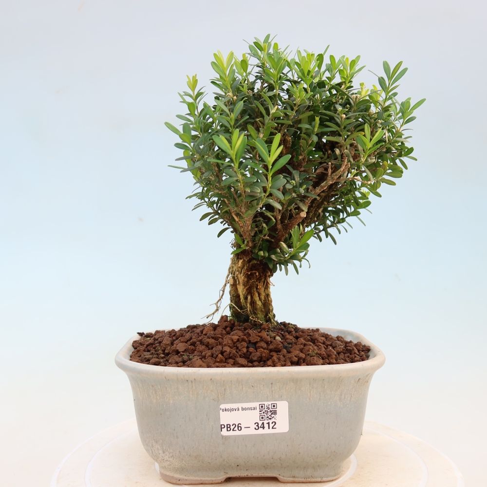 Bonsaï de chambre - Buxus harlandii - buxus liège