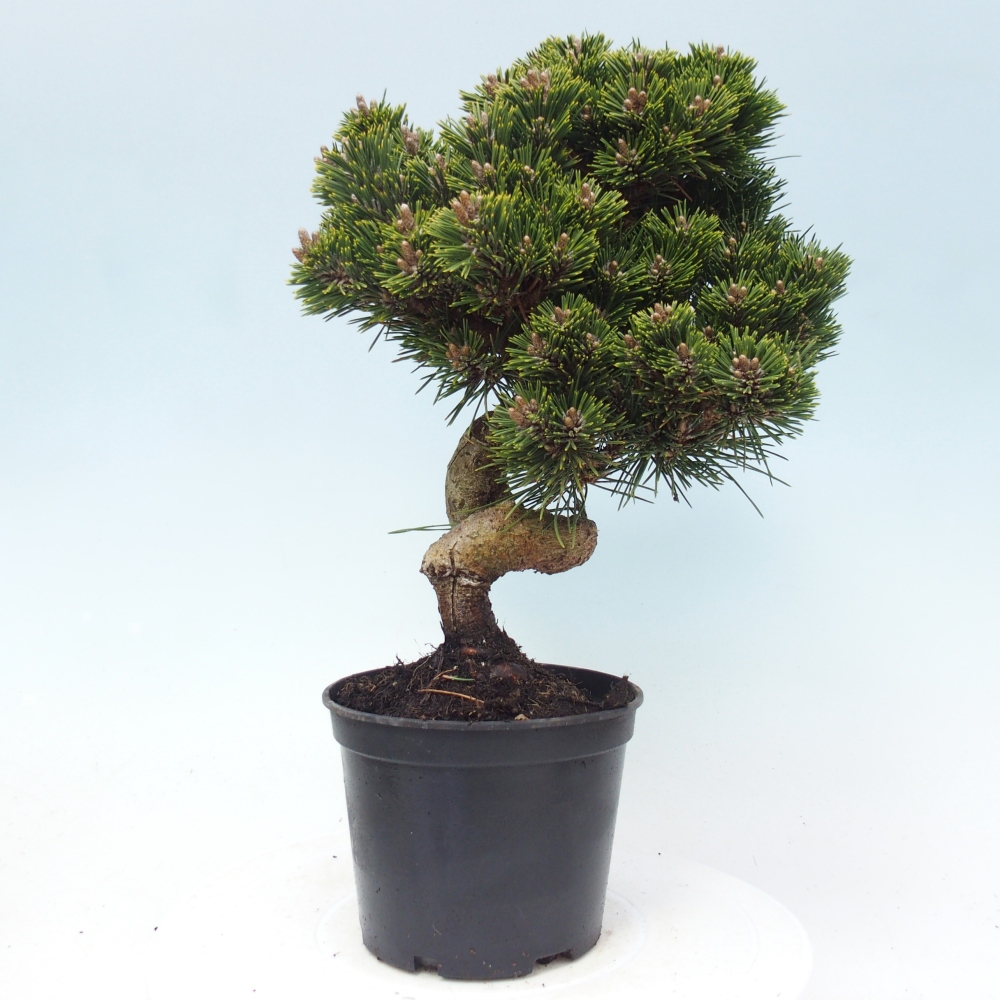 Bonsaï d'extérieur - Pinus thunbergii senjyumaru - Pin de Thunberg