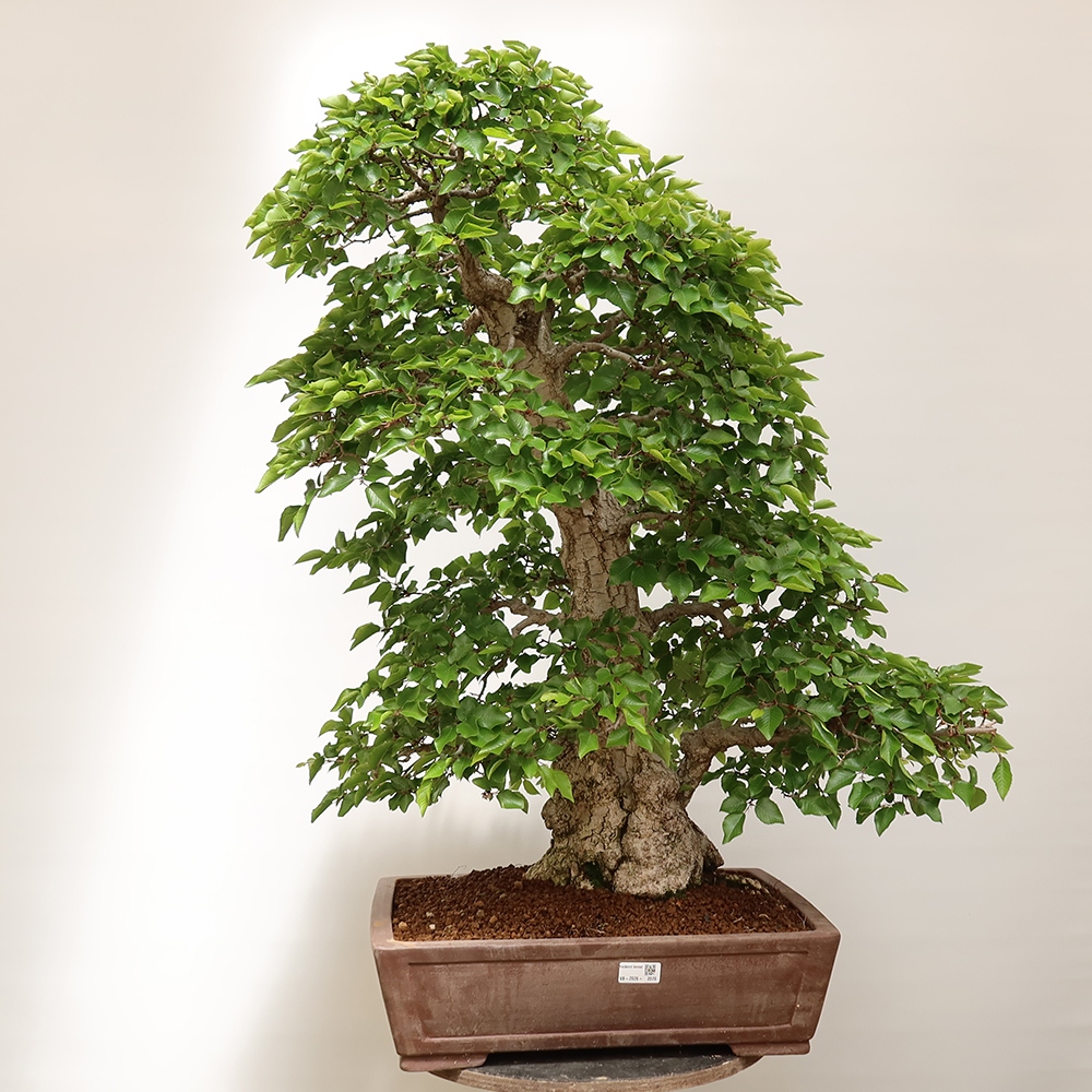 Bonsaï d'extérieur -Carpinus Coreana - Charme de Corée