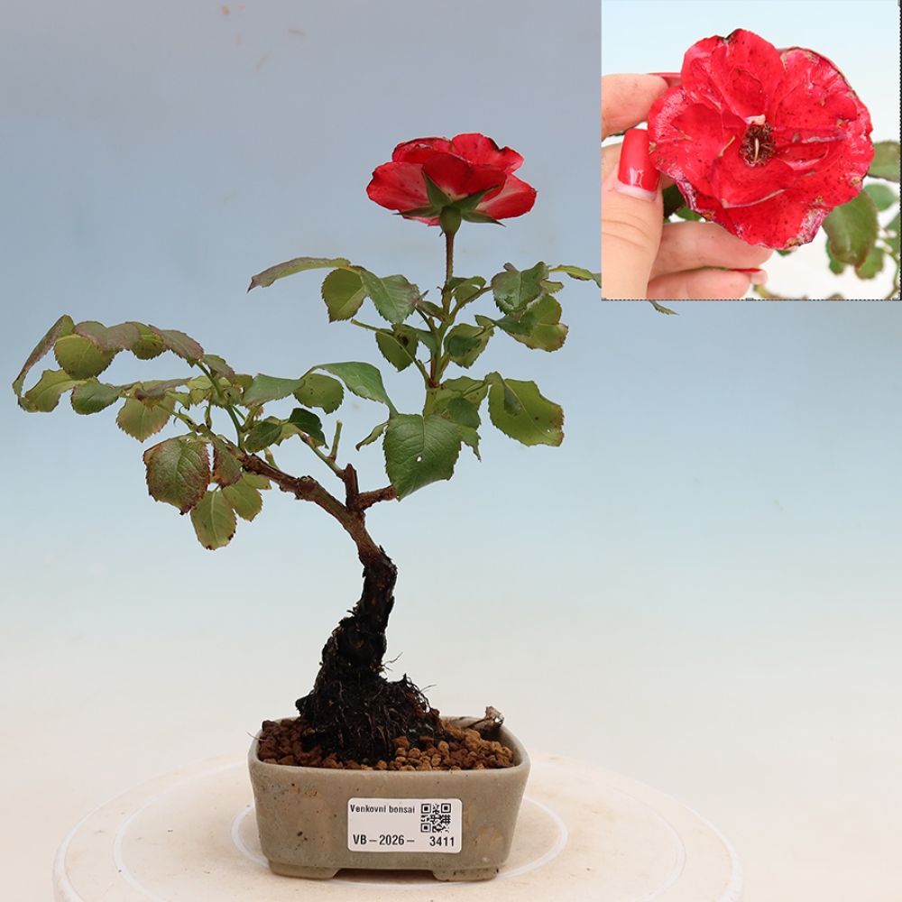 Bonsaï d'extérieur - Rosa Kordes - rose