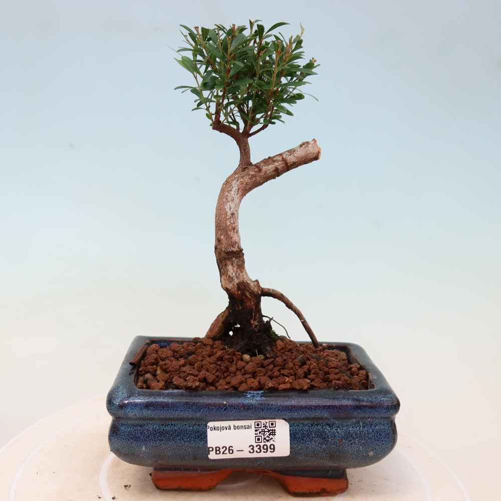 Bonsaï de chambre - Syzygium - Pimento