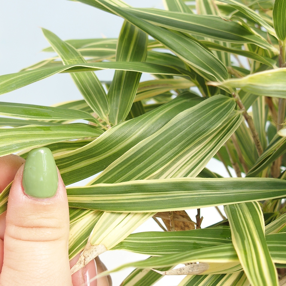 Bonsaï d'extérieur - Sasaella masamuneana Albostriata - Bambou