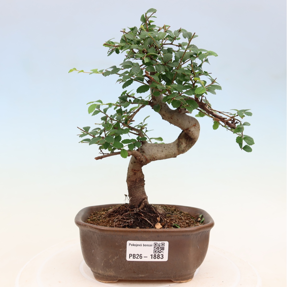 Bonsaï de chambre - Ulmus parvifolia - Orme à petites feuilles