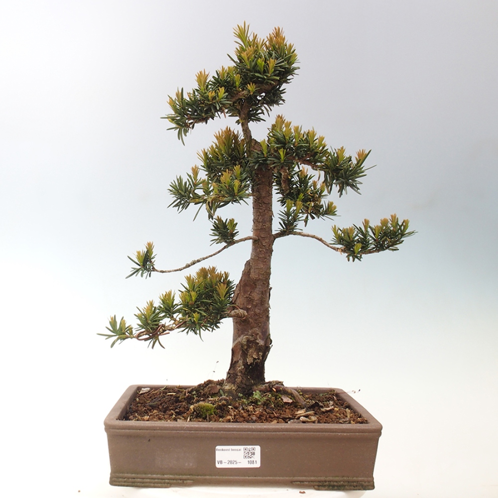 Bonsaï d'extérieur - Taxus cuspidata - If japonais
