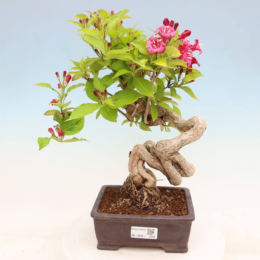 Bonsaï d'extérieur - Weigela subsessilis - Weigela de Corée