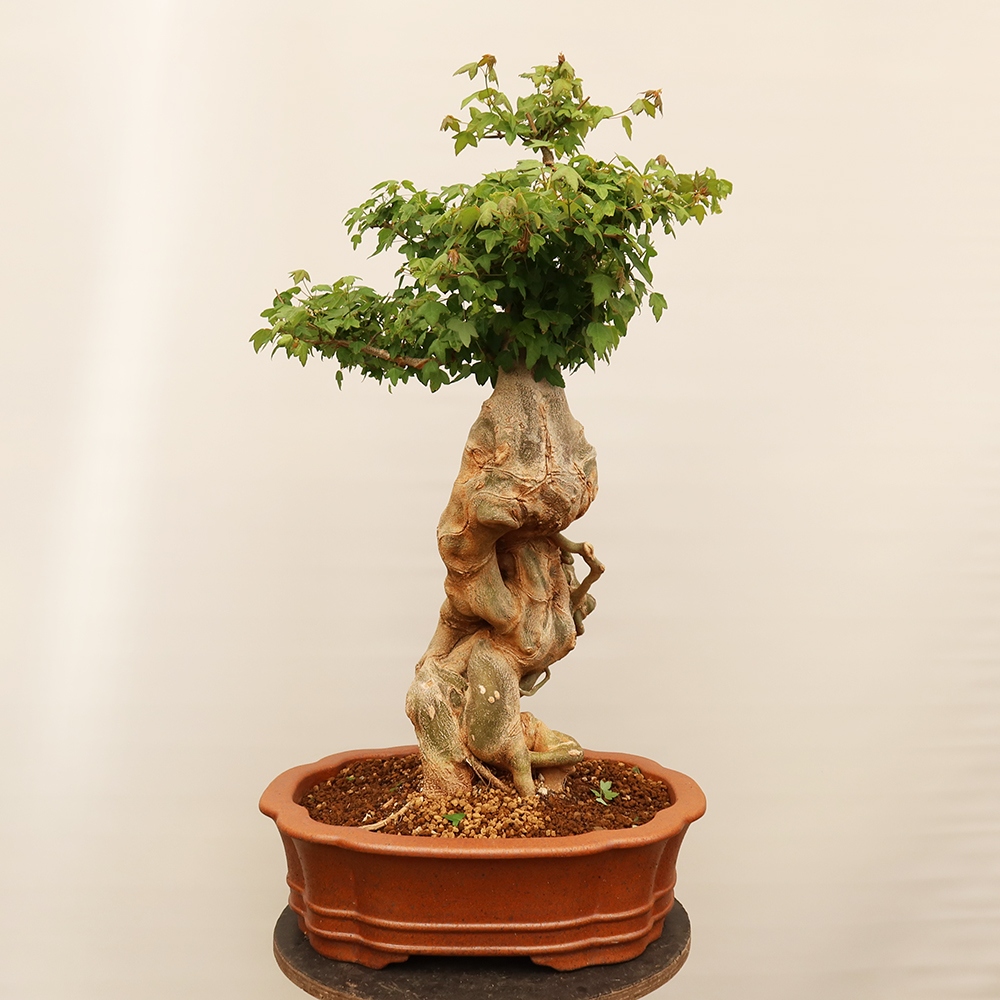 Bonsaï d'extérieur - Maple Burger - Acer Burgerianum
