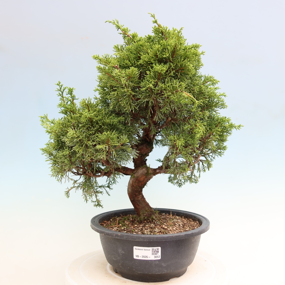 Bonsaï d'extérieur - Juniperus chinensis Itoigawa-Juniperus chinensis