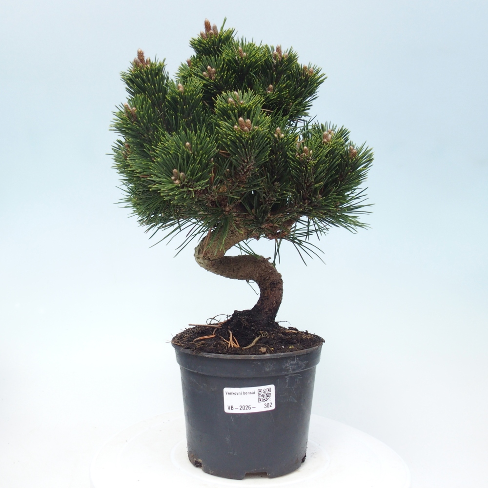 Bonsaï d'extérieur - Pinus thunbergii senjyumaru - Pin de Thunberg