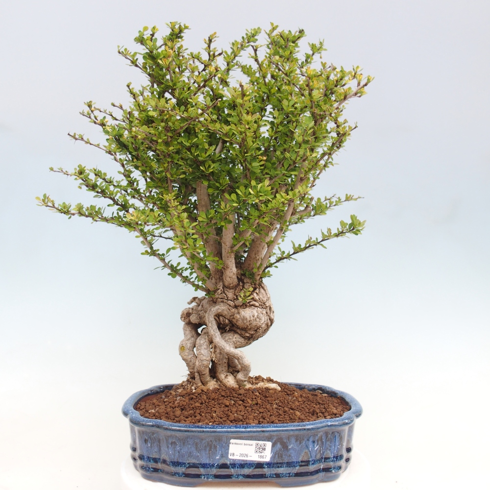 Bonsaï d'extérieur - Berberis coreana