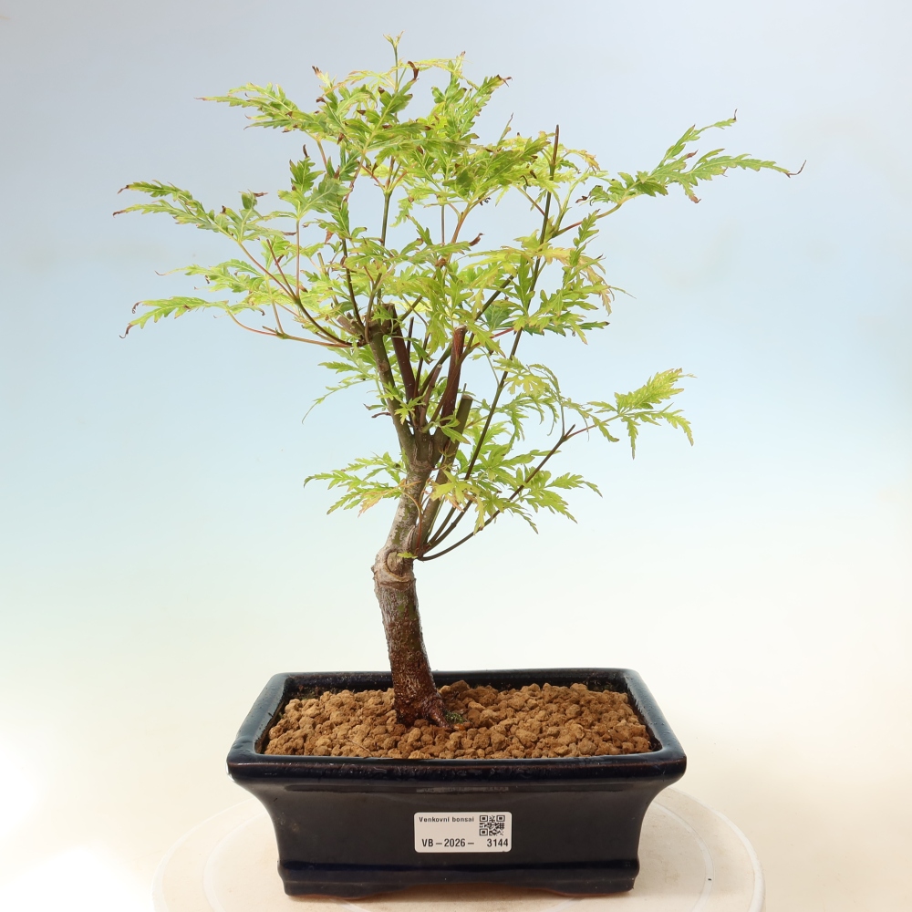 Bonsaï d'extérieur - Acer palmatum Dissectum