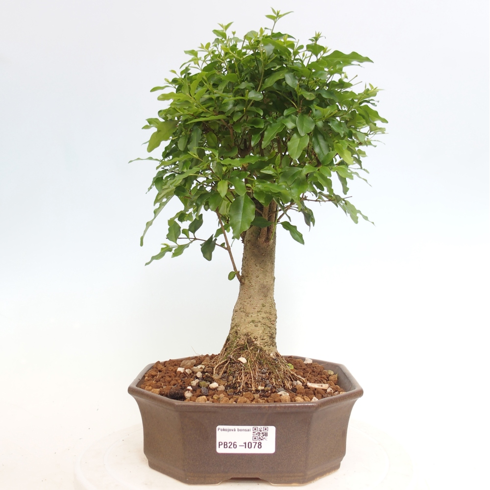Bonsaï de chambre -Ligustrum chinensis - Bec d'oiseau