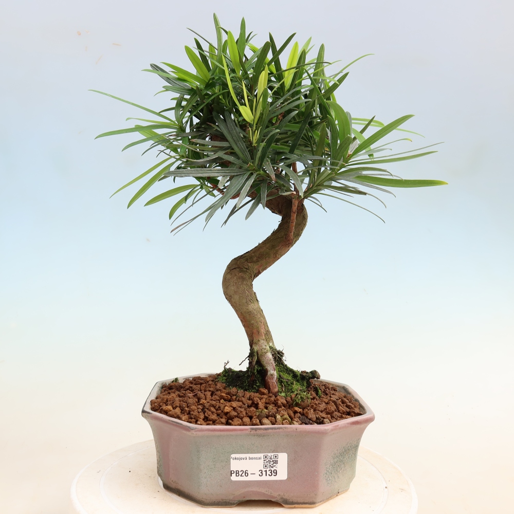 Salle bonsaï - Podocarpus - If en pierre