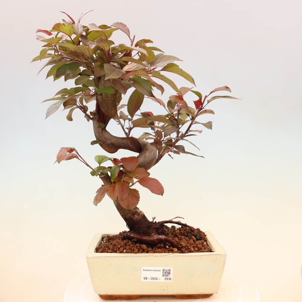 Bonsaï d'extérieur -Malus domestica - Pommier à petits fruits et à feuilles rouges