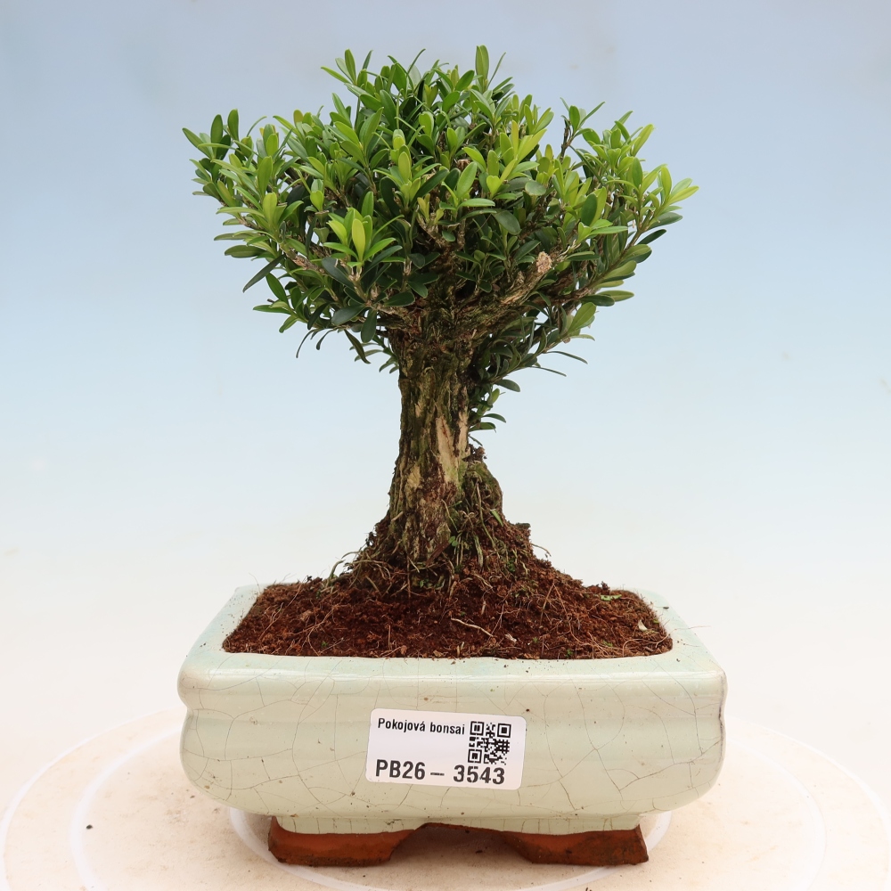 Bonsaï de chambre - Buxus harlandii - buxus liège