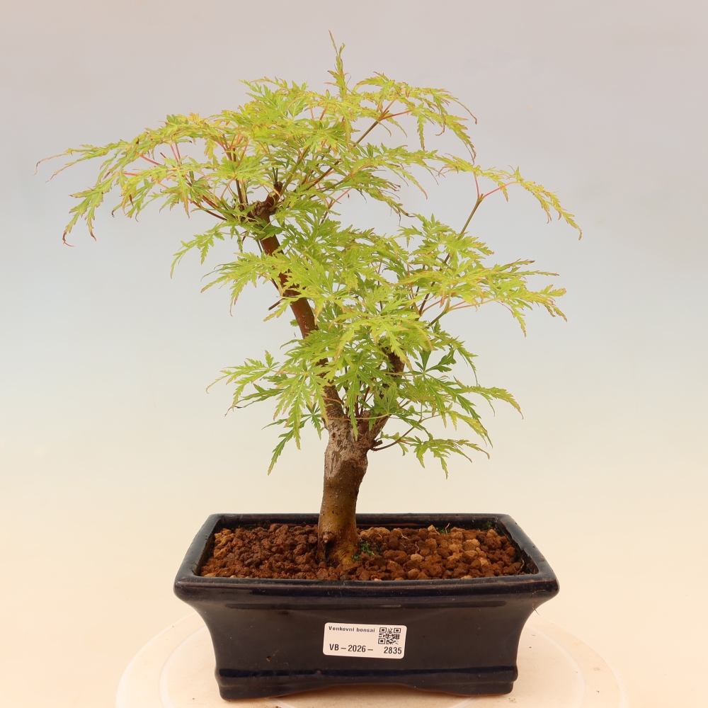 Bonsaï d'extérieur - Acer palmatum Dissectum
