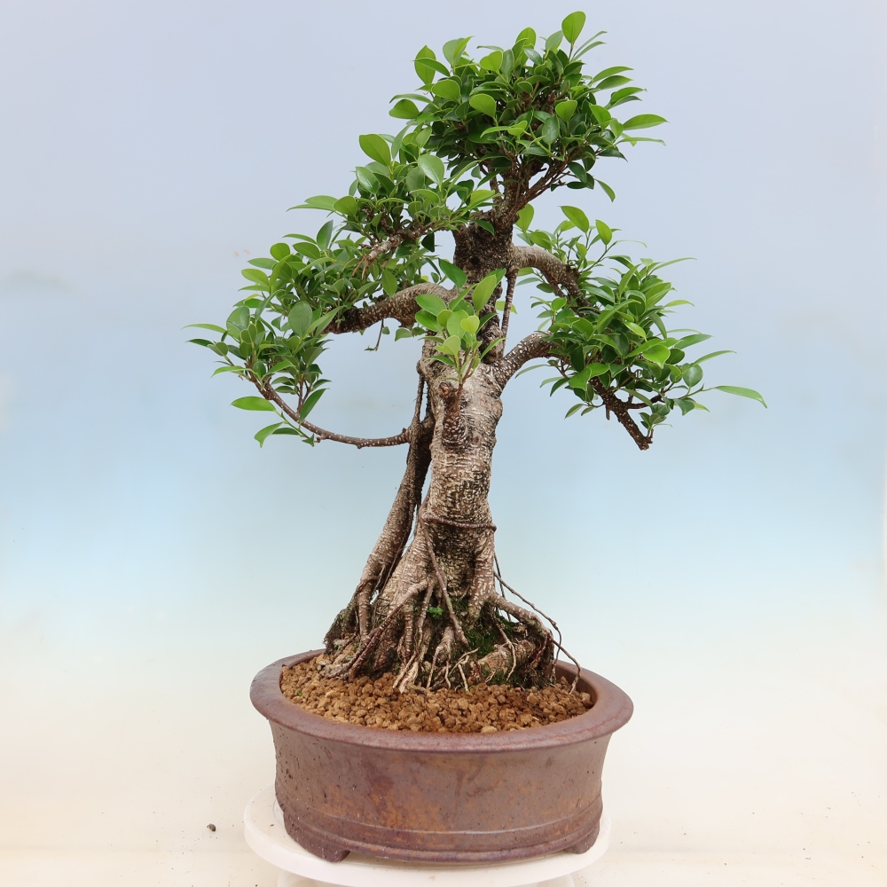 Salle bonsaï - Ficus kimmen - ficus à petites feuilles