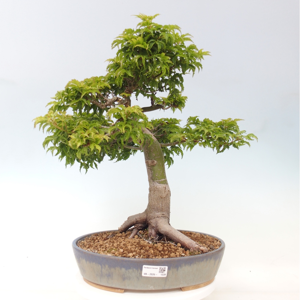 Bonsaï d'extérieur -Javor palm Acer palmatum Shishigashira