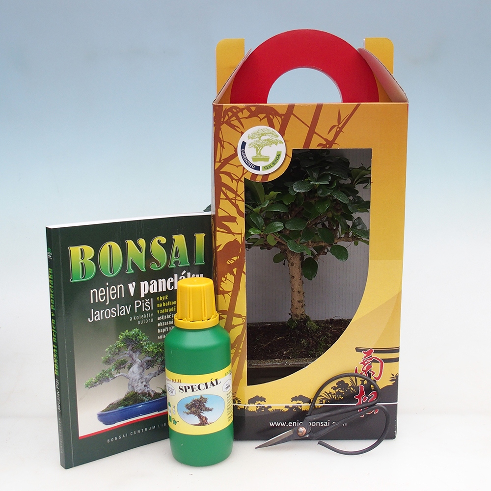 Bonsaï de chambre en boîte cadeau Carmona microphylla - Tea fuki