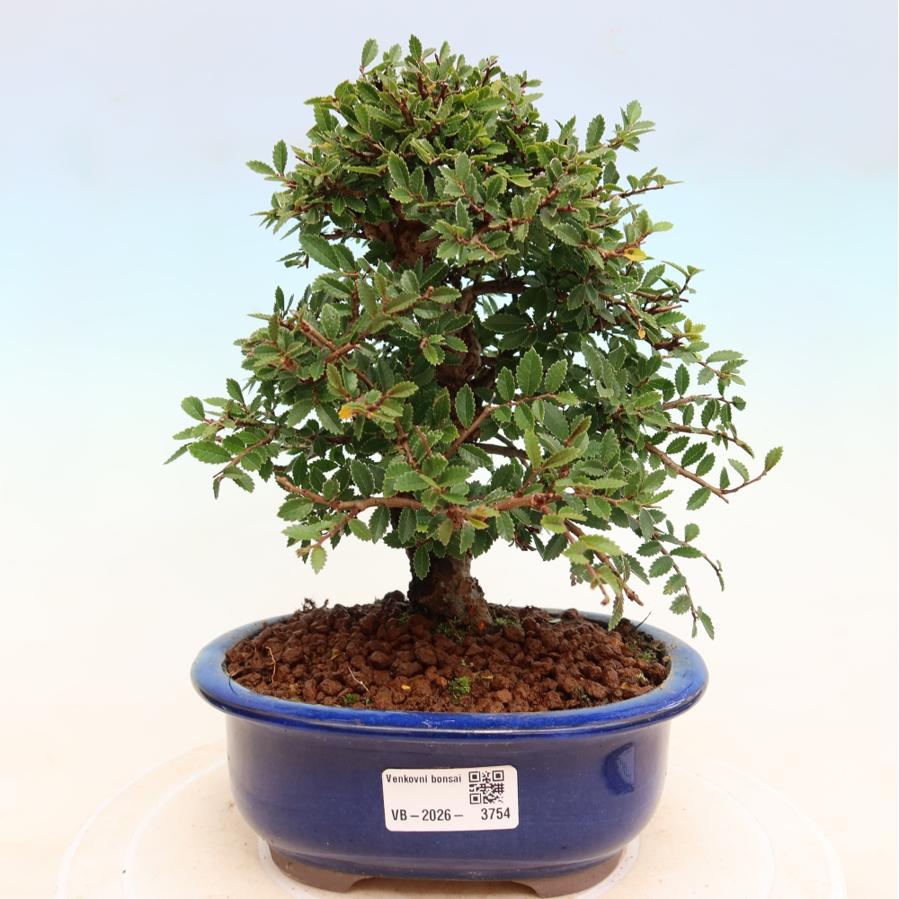 Bonsaï d'extérieur - Zelkova - Zelkova NIRE