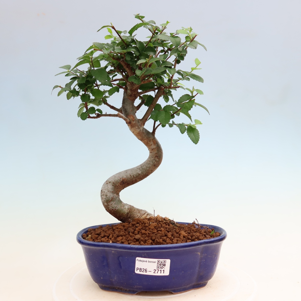 Bonsaï de chambre - Ulmus parvifolia - Orme à petites feuilles