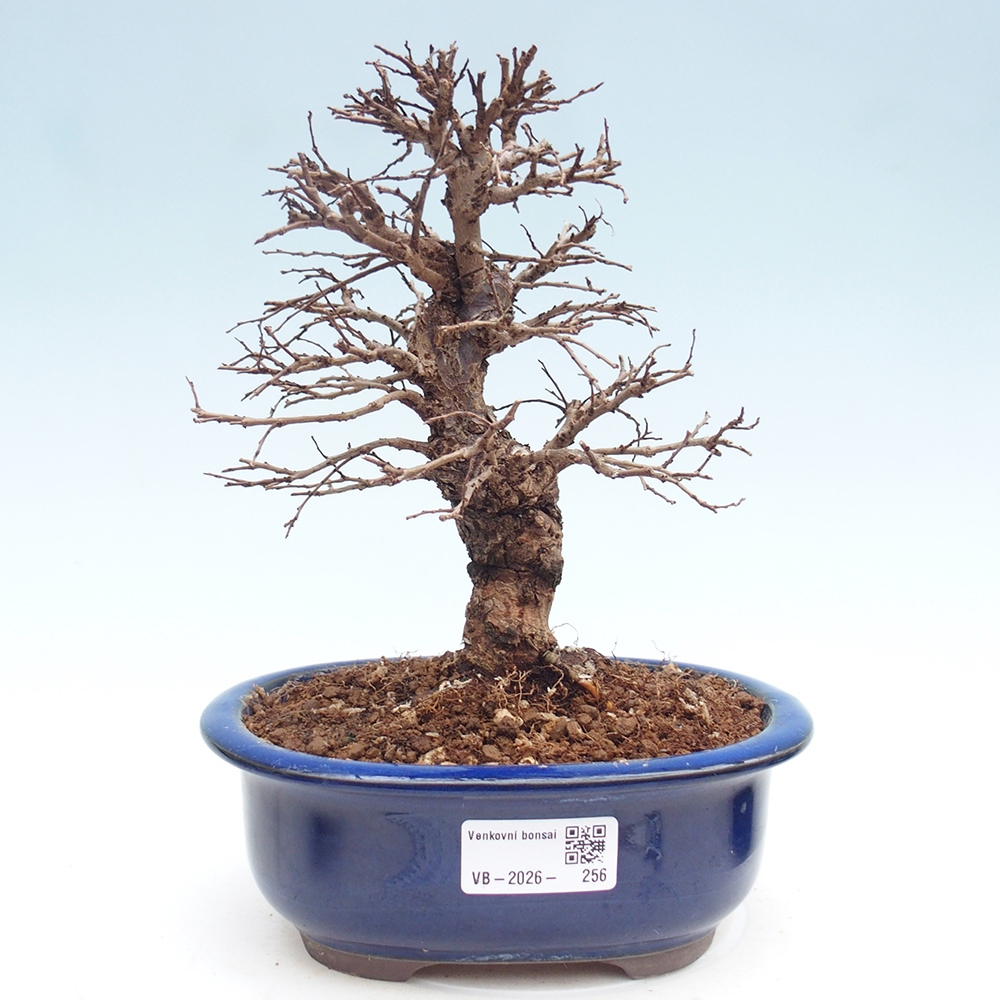 Bonsaï d'extérieur - Zelkova - Zelkova NIRE