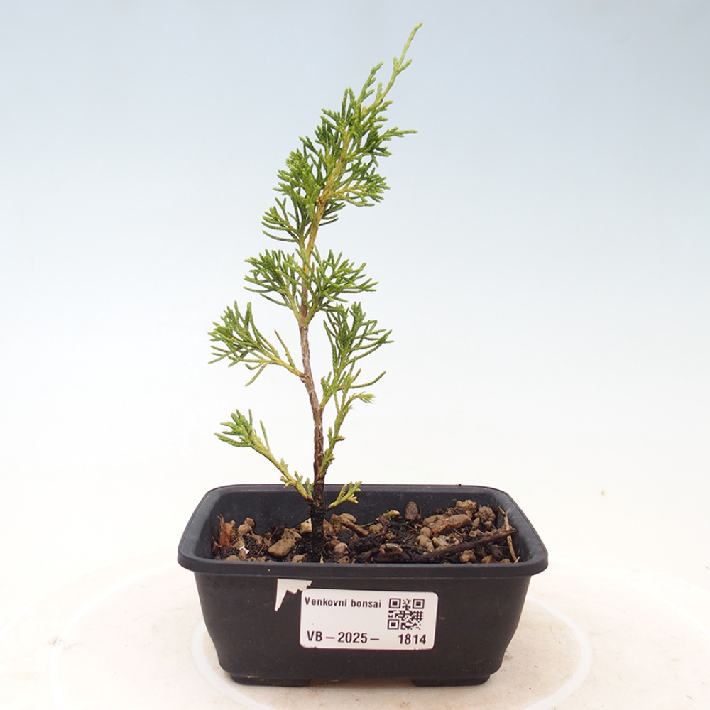 Bonsaï d'extérieur - Juniperus chinensis Itoigawa